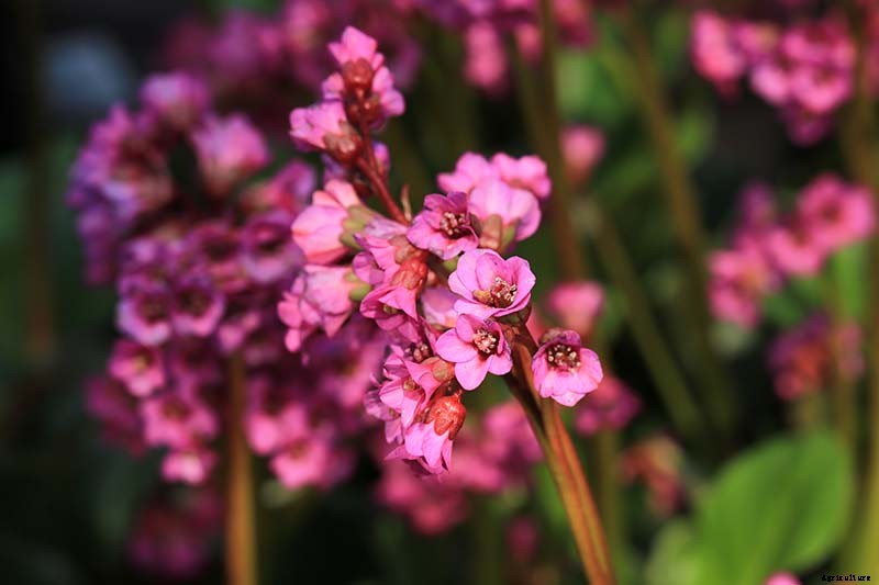 25 of the Best Bergenia Cultivars for the Garden