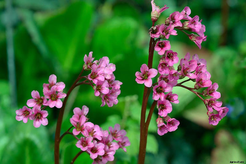 25 of the Best Bergenia Cultivars for the Garden
