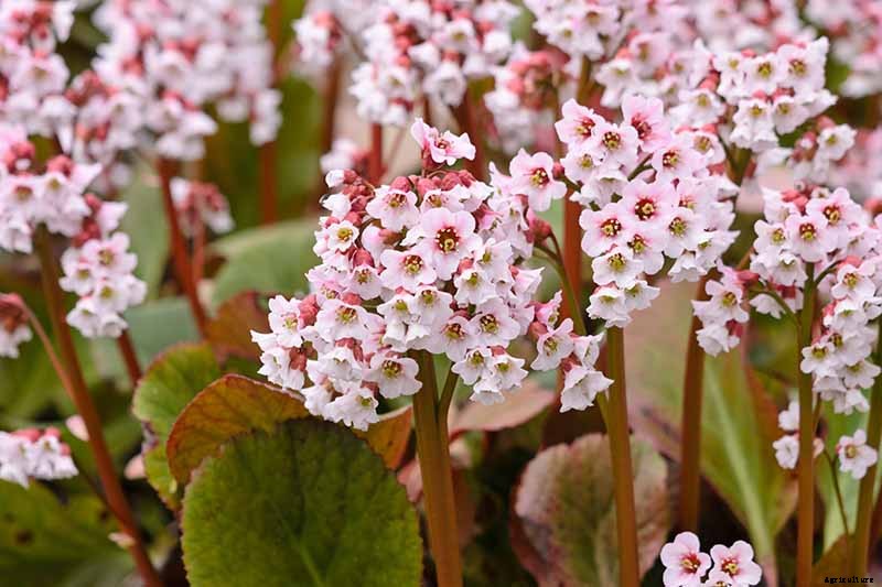 25 of the Best Bergenia Cultivars for the Garden