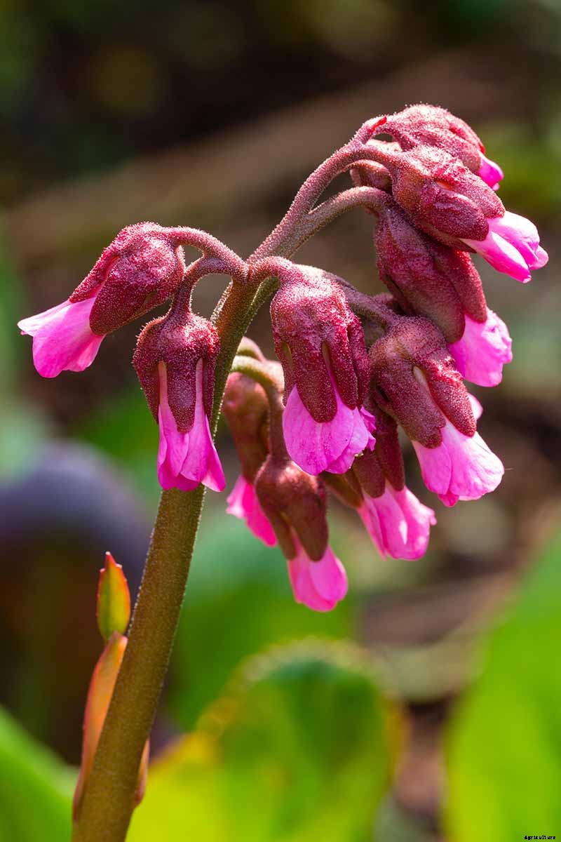 25 of the Best Bergenia Cultivars for the Garden