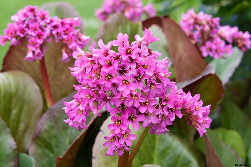 25 of the Best Bergenia Cultivars for the Garden