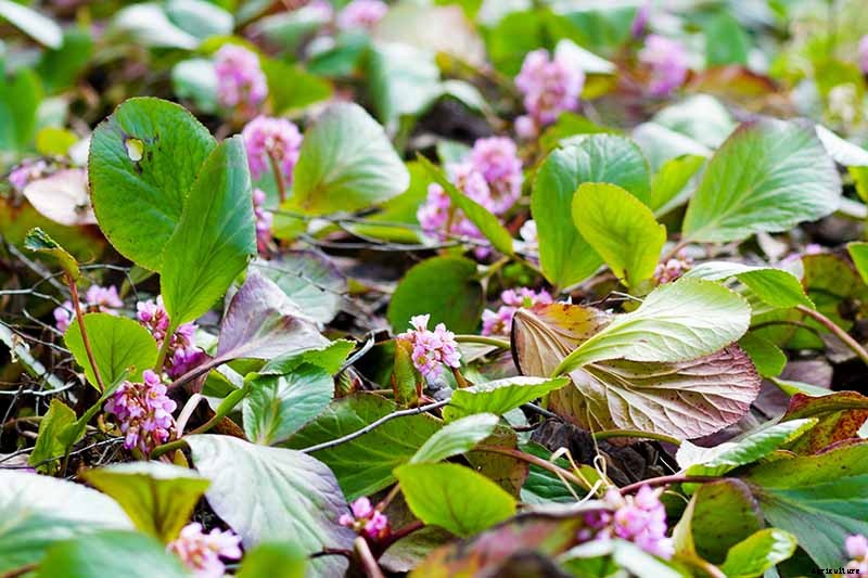 25 of the Best Bergenia Cultivars for the Garden