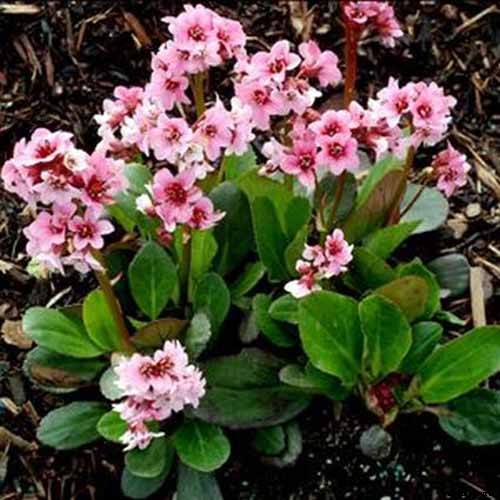 25 of the Best Bergenia Cultivars for the Garden