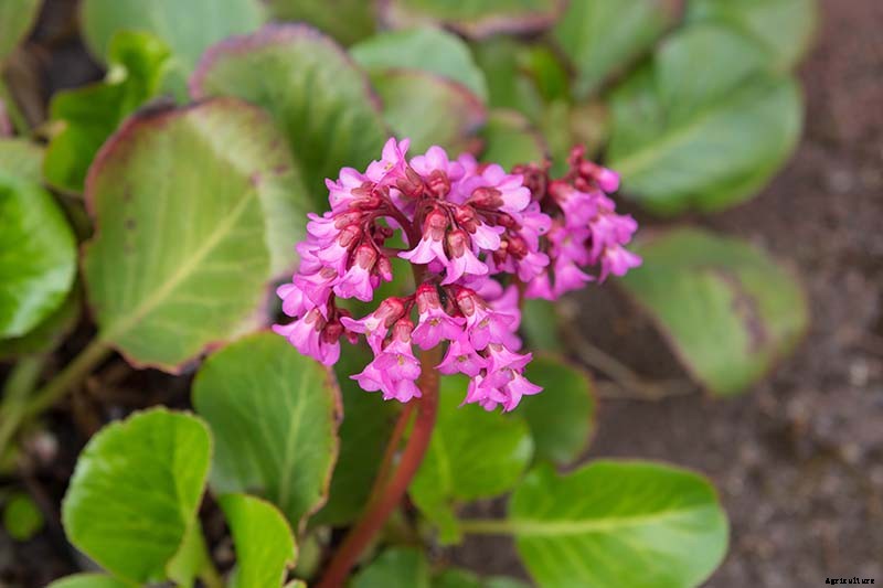 25 of the Best Bergenia Cultivars for the Garden