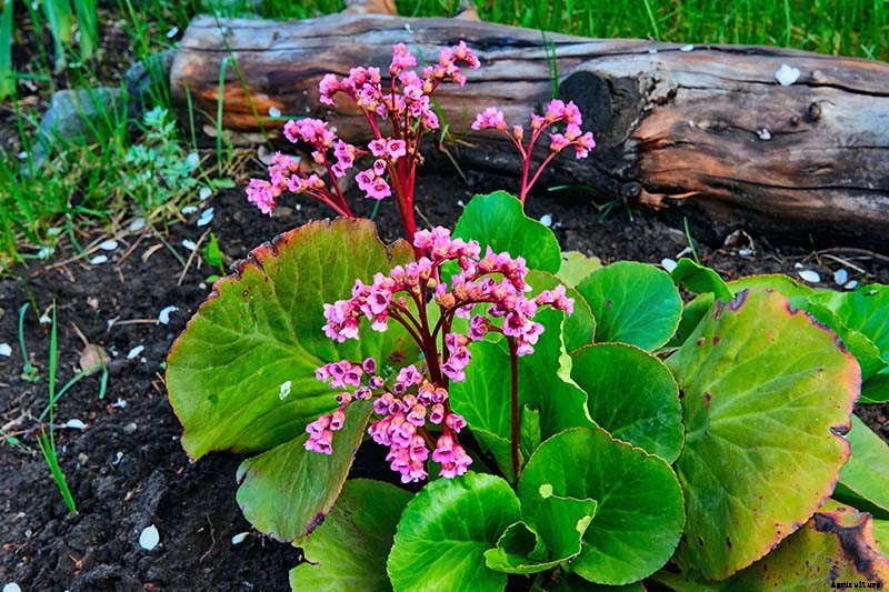 25 of the Best Bergenia Cultivars for the Garden