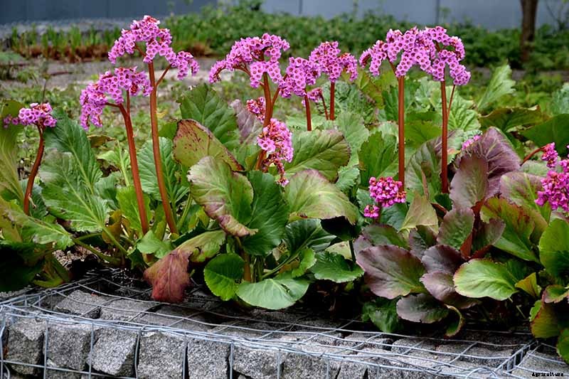 25 of the Best Bergenia Cultivars for the Garden