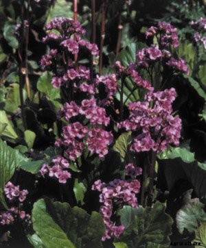 25 of the Best Bergenia Cultivars for the Garden