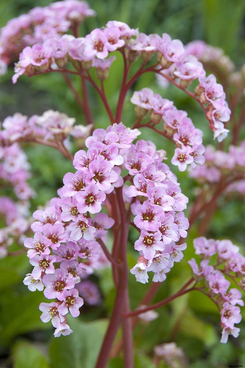 25 of the Best Bergenia Cultivars for the Garden