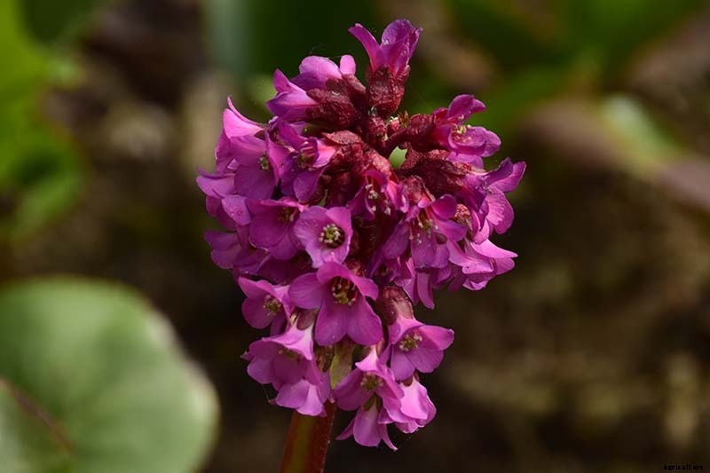 25 of the Best Bergenia Cultivars for the Garden