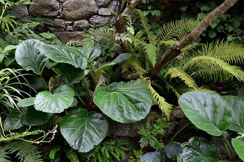 25 of the Best Bergenia Cultivars for the Garden