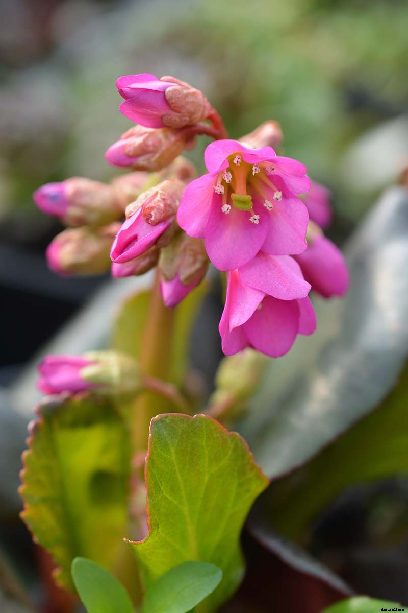 25 of the Best Bergenia Cultivars for the Garden