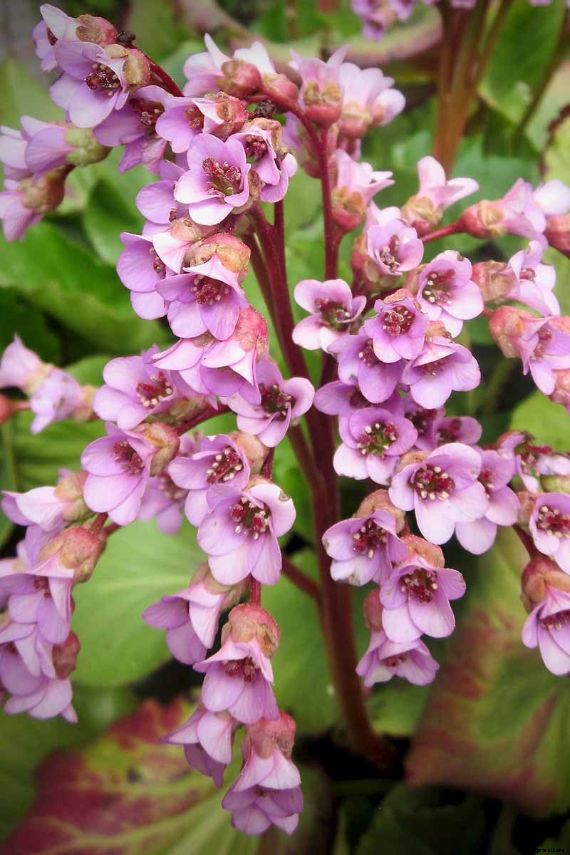25 of the Best Bergenia Cultivars for the Garden