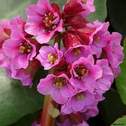 25 of the Best Bergenia Cultivars for the Garden