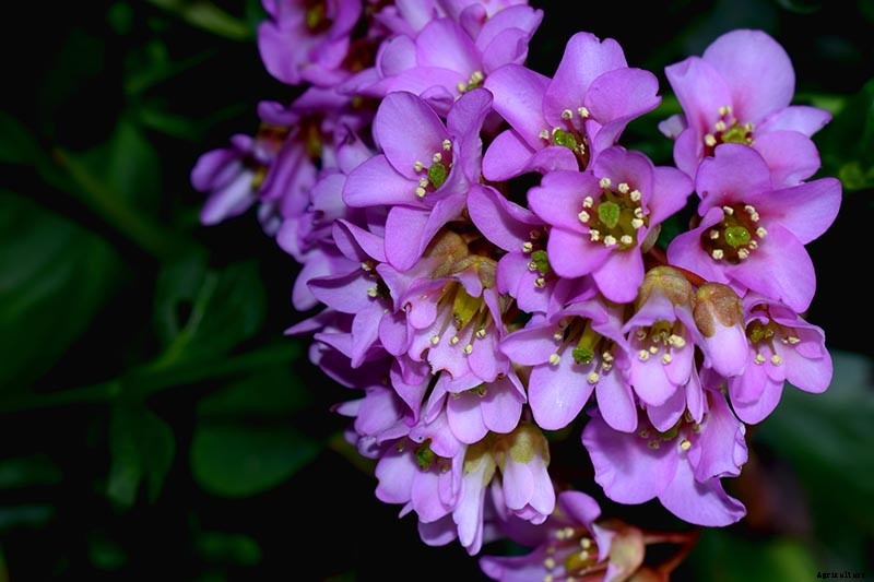 25 of the Best Bergenia Cultivars for the Garden
