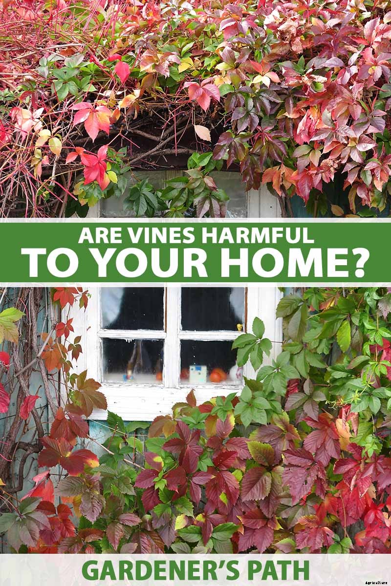 Are Climbing Vines Harmful to Your Home?