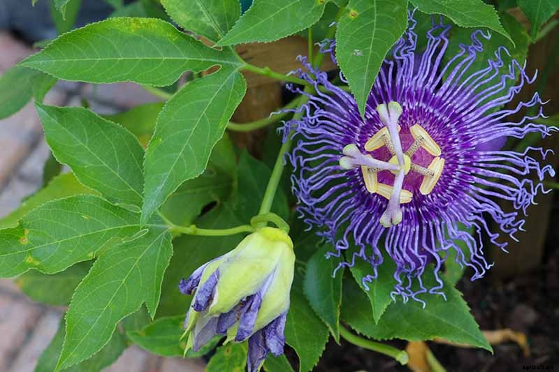 Are Climbing Vines Harmful to Your Home?