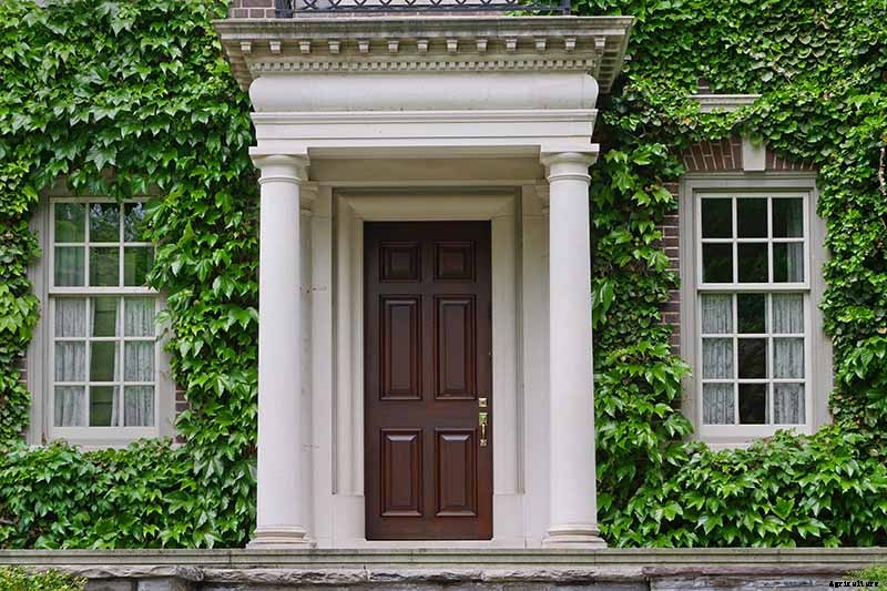 Are Climbing Vines Harmful to Your Home?