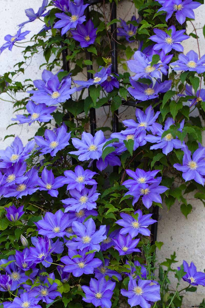 Are Climbing Vines Harmful to Your Home?