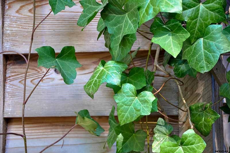 Are Climbing Vines Harmful to Your Home?