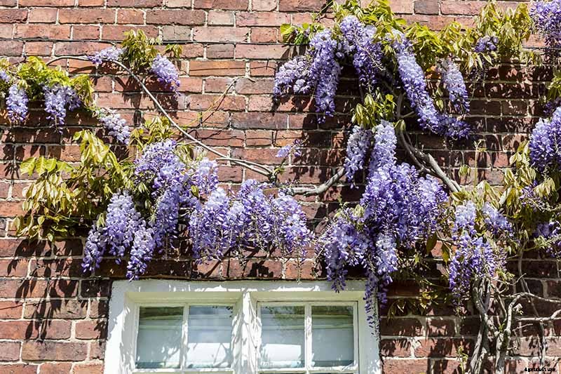 Are Climbing Vines Harmful to Your Home?
