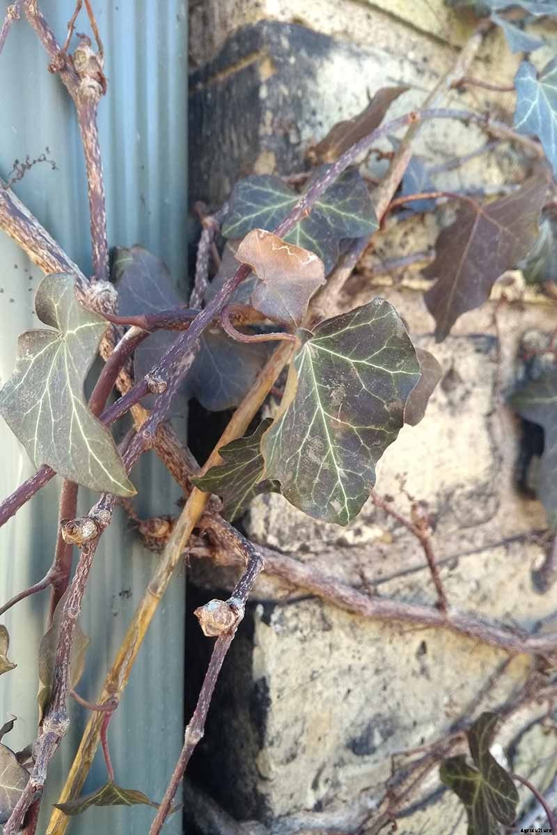 Are Climbing Vines Harmful to Your Home?