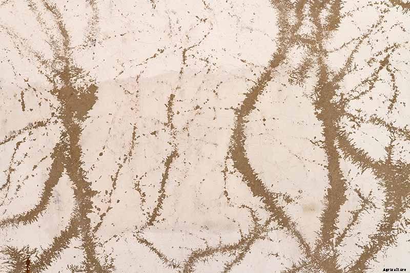 Are Climbing Vines Harmful to Your Home?