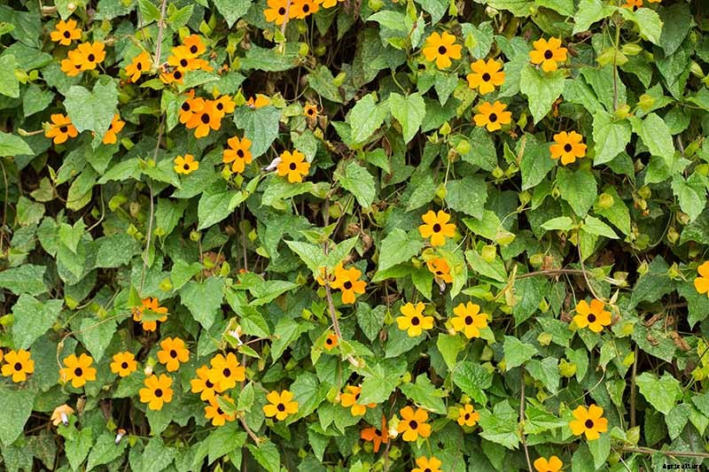 Are Climbing Vines Harmful to Your Home?