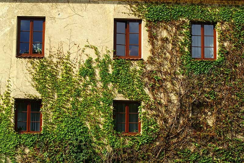 Are Climbing Vines Harmful to Your Home?