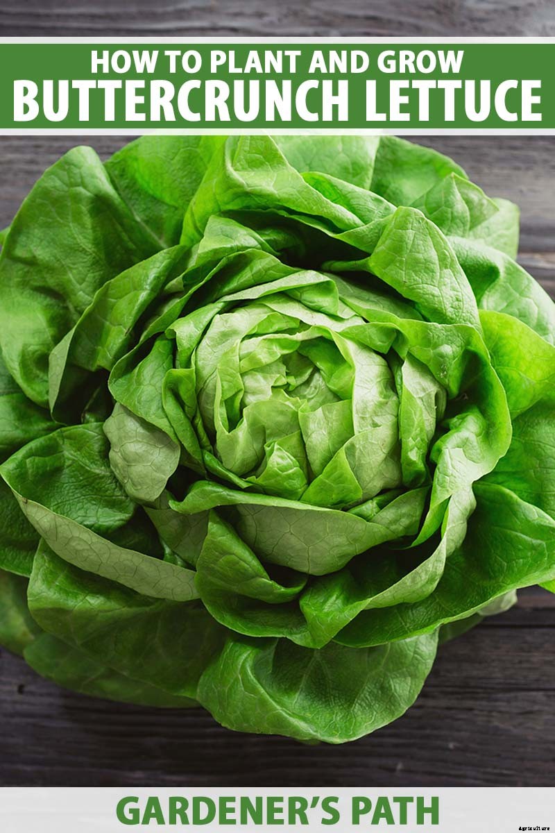 How to Grow Buttercrunch Lettuce
