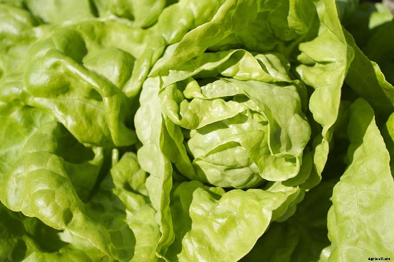 How to Grow Buttercrunch Lettuce