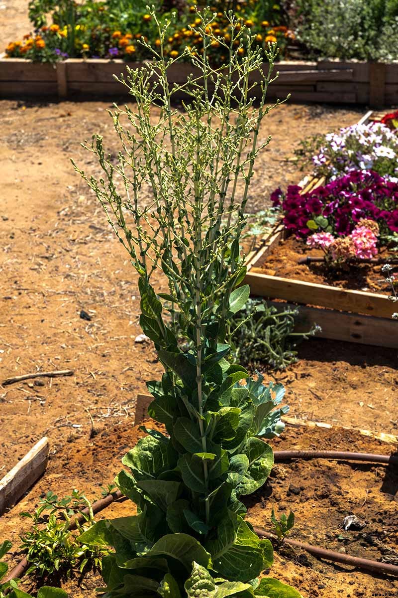 How to Grow Buttercrunch Lettuce