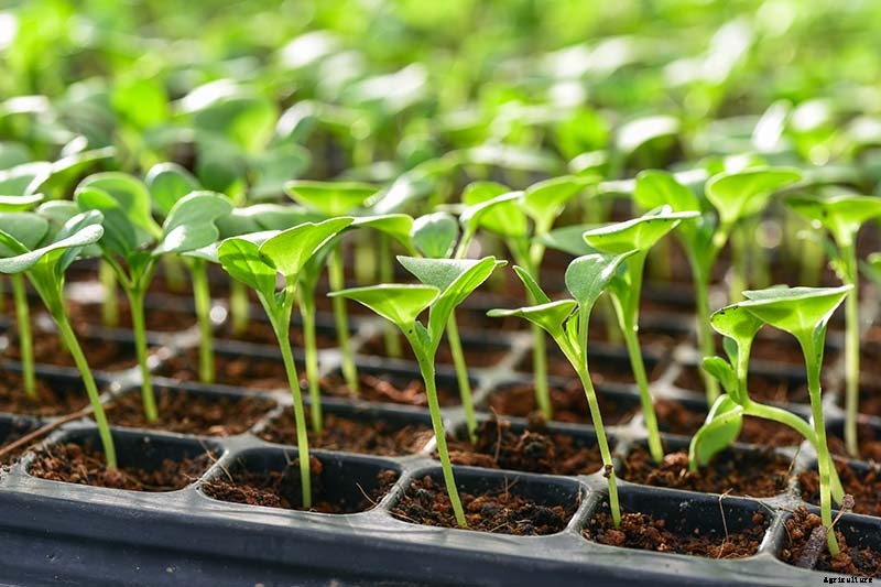 How to Grow Buttercrunch Lettuce