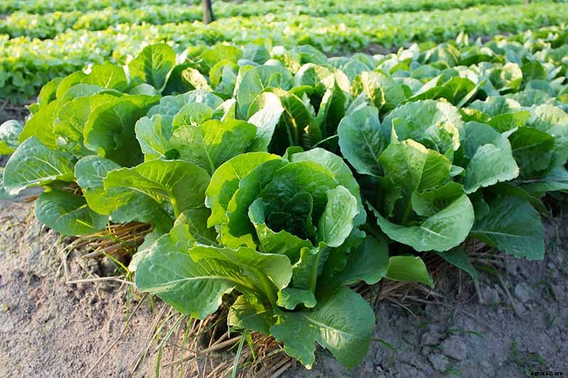 How to Grow Buttercrunch Lettuce