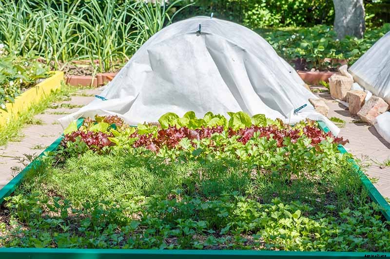 How to Grow Buttercrunch Lettuce