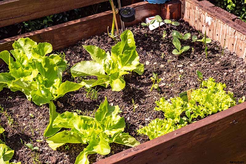 How to Grow Buttercrunch Lettuce