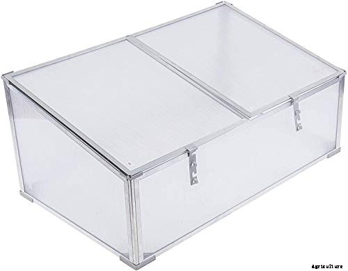 How to Grow Buttercrunch Lettuce