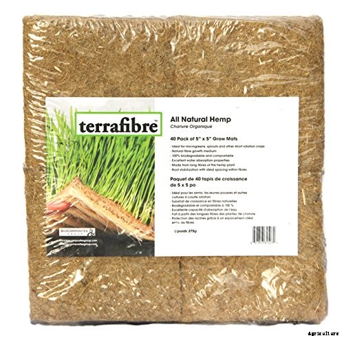 How to Grow Buttercrunch Lettuce