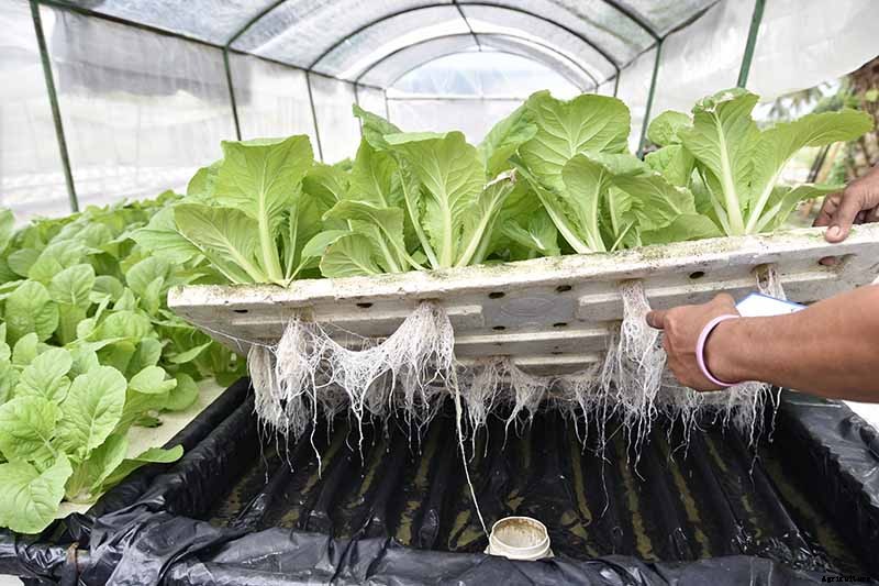 How to Grow Buttercrunch Lettuce