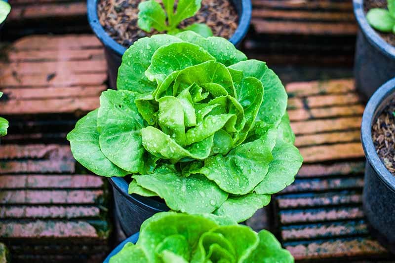 How to Grow Buttercrunch Lettuce