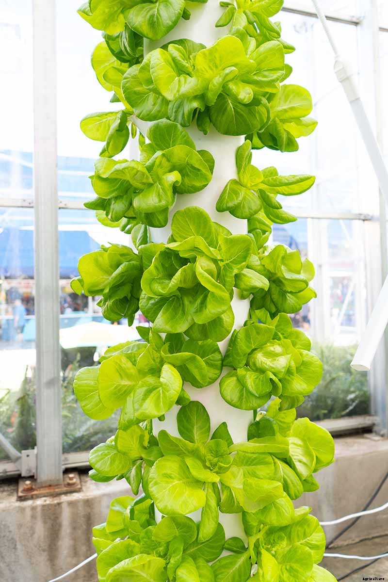 How to Grow Buttercrunch Lettuce