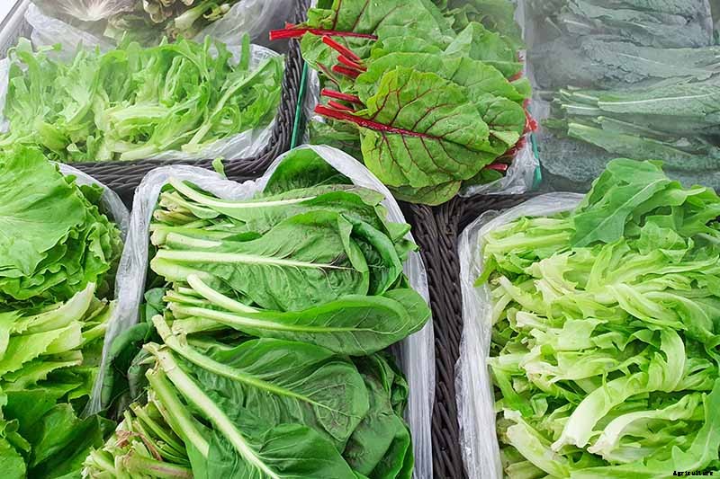 How to Grow Buttercrunch Lettuce