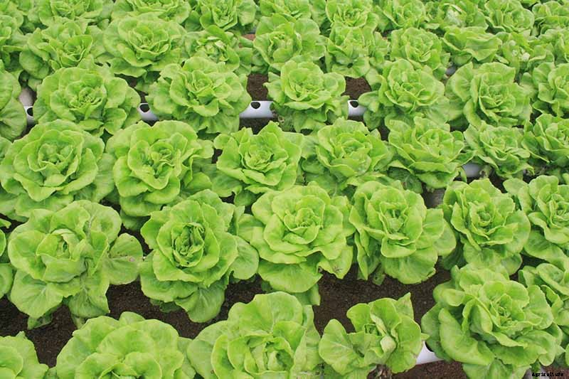 How to Grow Buttercrunch Lettuce