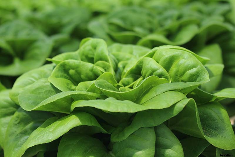 How to Grow Buttercrunch Lettuce