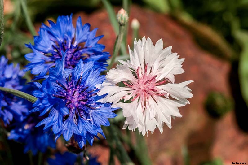 How to Propagate Bachelor’s Button from Seed