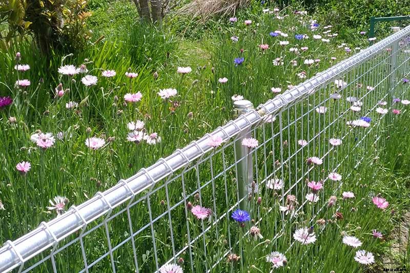 How to Propagate Bachelor’s Button from Seed