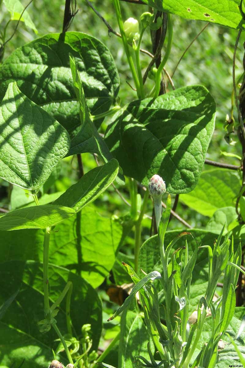 How to Propagate Bachelor’s Button from Seed