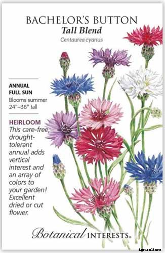 How to Propagate Bachelor’s Button from Seed