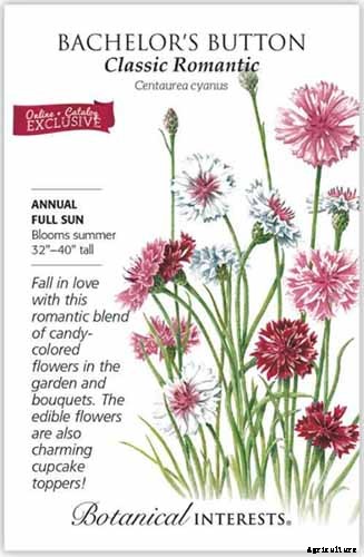 How to Propagate Bachelor’s Button from Seed