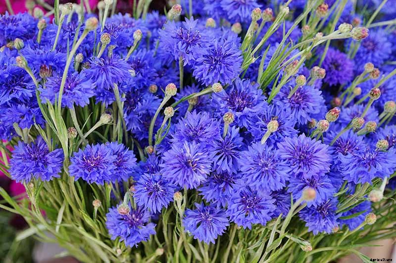 How to Propagate Bachelor’s Button from Seed