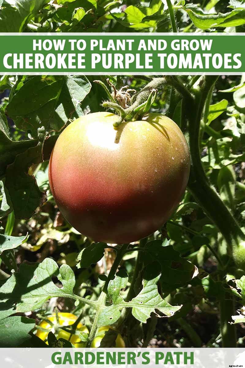 Grow Your Own ‘Cherokee Purple’ Tomatoes
